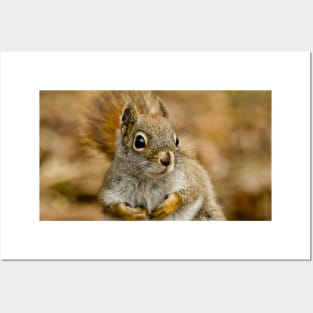 Red Squirrel Posters and Art